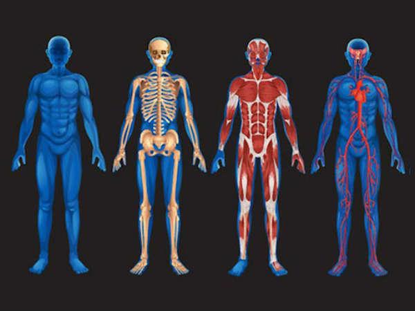 Big human. Тело человека. Анатомия для детей. Функциональное тело. Модель организма.
