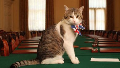 البرلمان البريطاني يستعين بــ..القطط