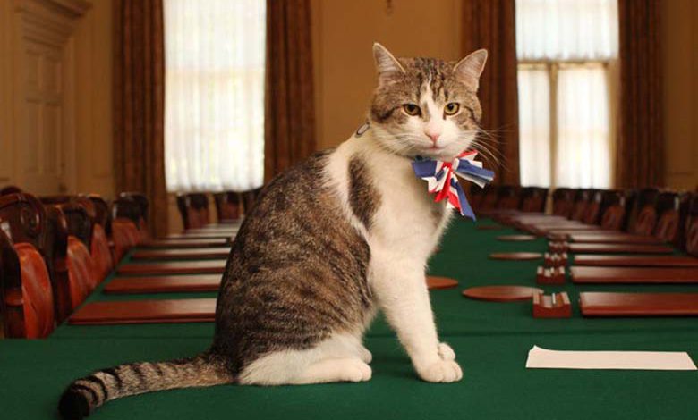 البرلمان البريطاني يستعين بــ..القطط