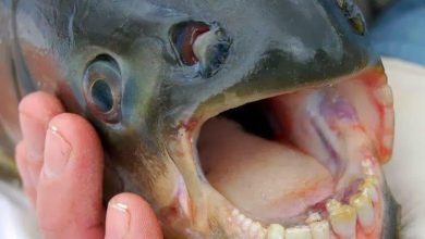 سمكة لديها أسنان تشبه أسنان الإنسان
