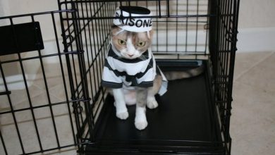 القبض على قطة تهرّب المخدرات