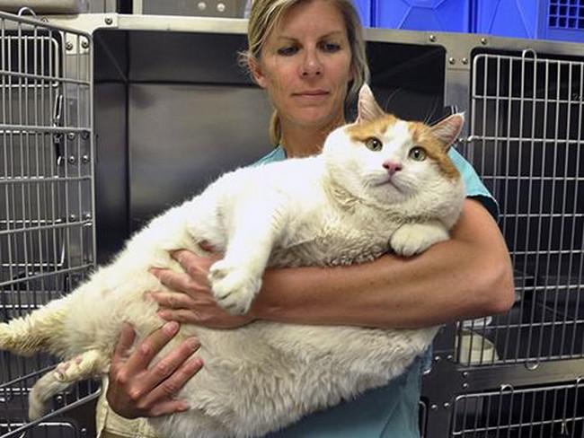 Photo of كيف يعيش “أكبر قط” معمر في العالم