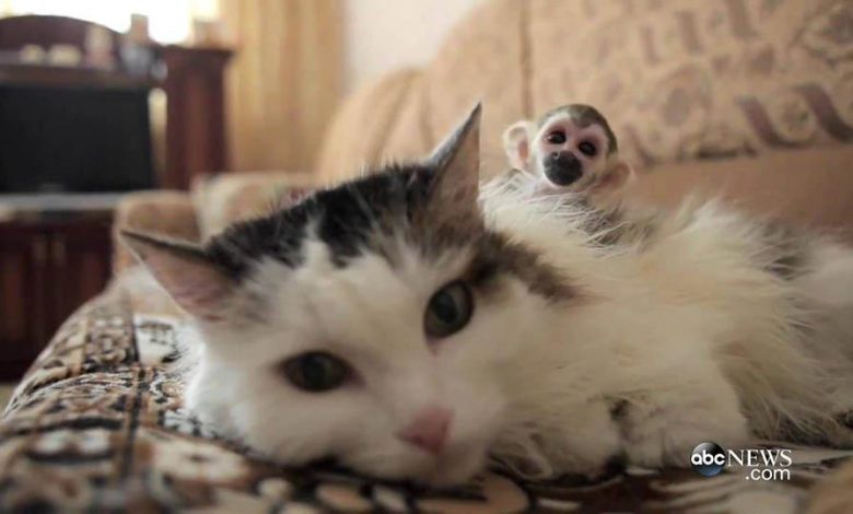 Cat-adopts-monkey