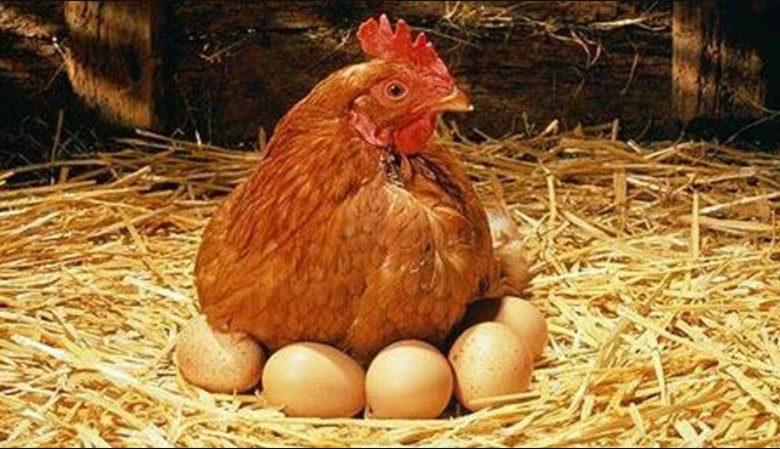 أحدث الصيحات العلمية.. دجاجة تتحول لـأم بديلة