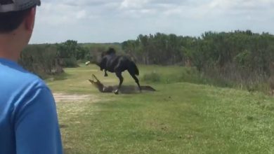 فيديو.. حصان يهاجم تمساحاً في مشهد استثنائي