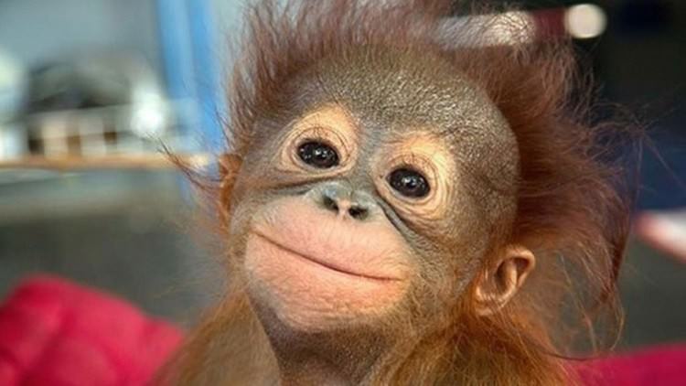 السجن 20 عاما لمن يقتل قردا أو يأكله في فيتنام