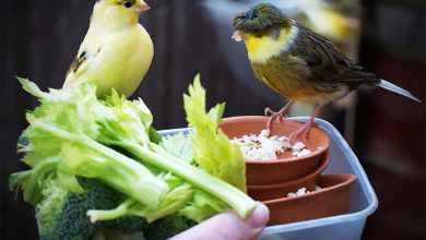 فوائد الفواكه و الخضروات للطيور