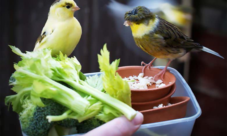 فوائد الفواكه و الخضروات للطيور