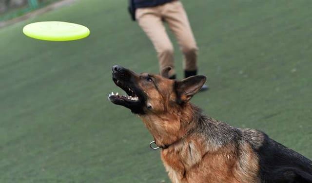 أوفى الأصدقاء.. كلب أصيب بأربع طلقات لينقذ صاحبه من اللصوص