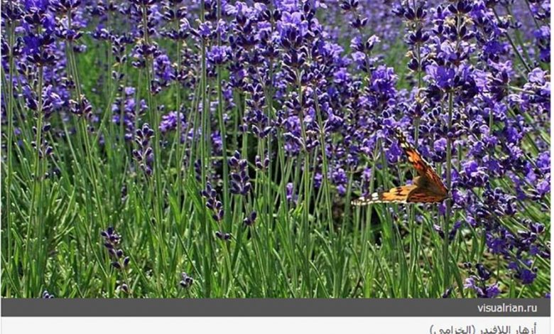 اكتشاف سبب جديد لنمو الثدي عند الذكور