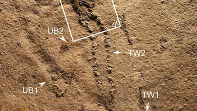 صور..آثار أقدم كائن حي على الأرض قبل 550 مليون سنة