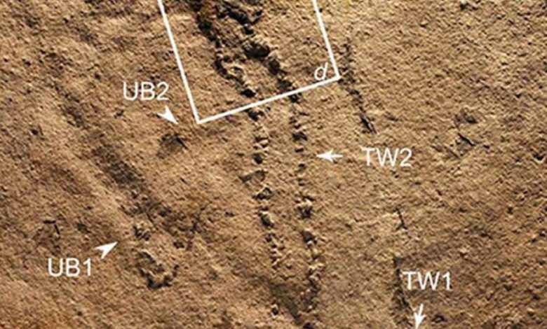 صور..آثار أقدم كائن حي على الأرض قبل 550 مليون سنة