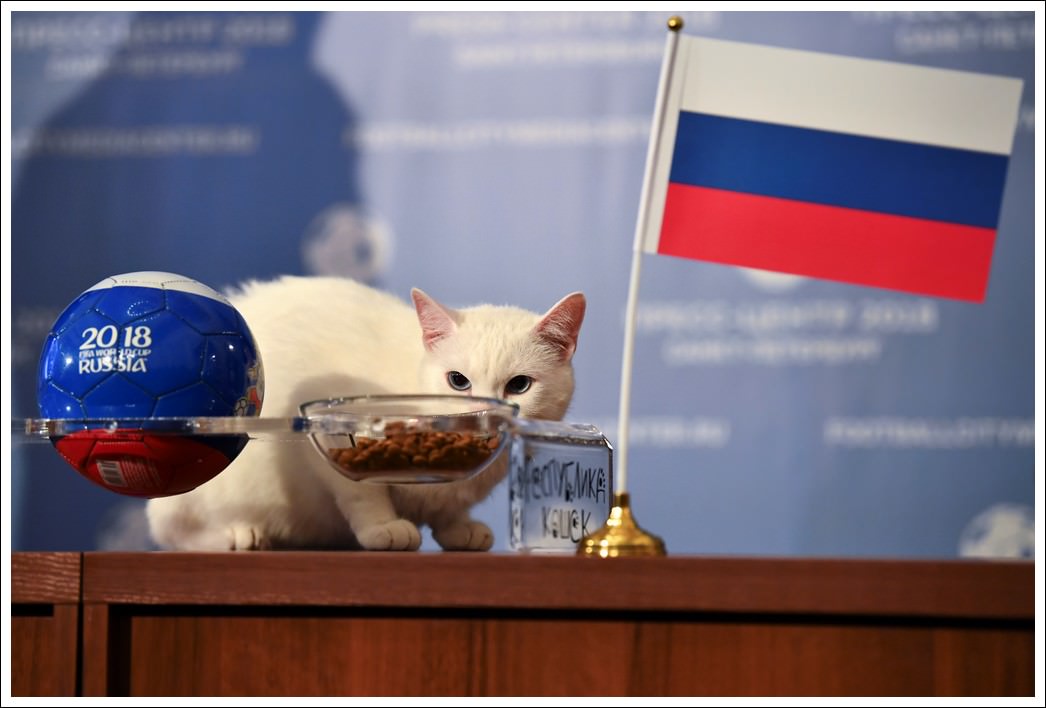 القط الأليف يتوقع فوز روسيا على السعودية في الافتتاح