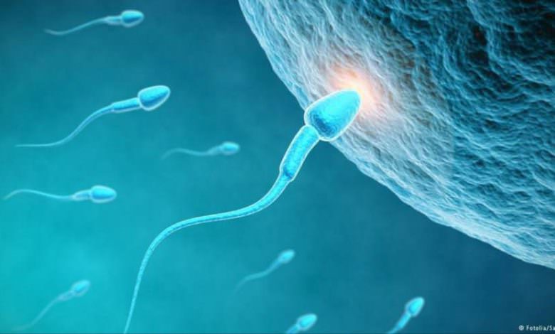 تعرف على هرمون الذكورة { تستوستيرون }