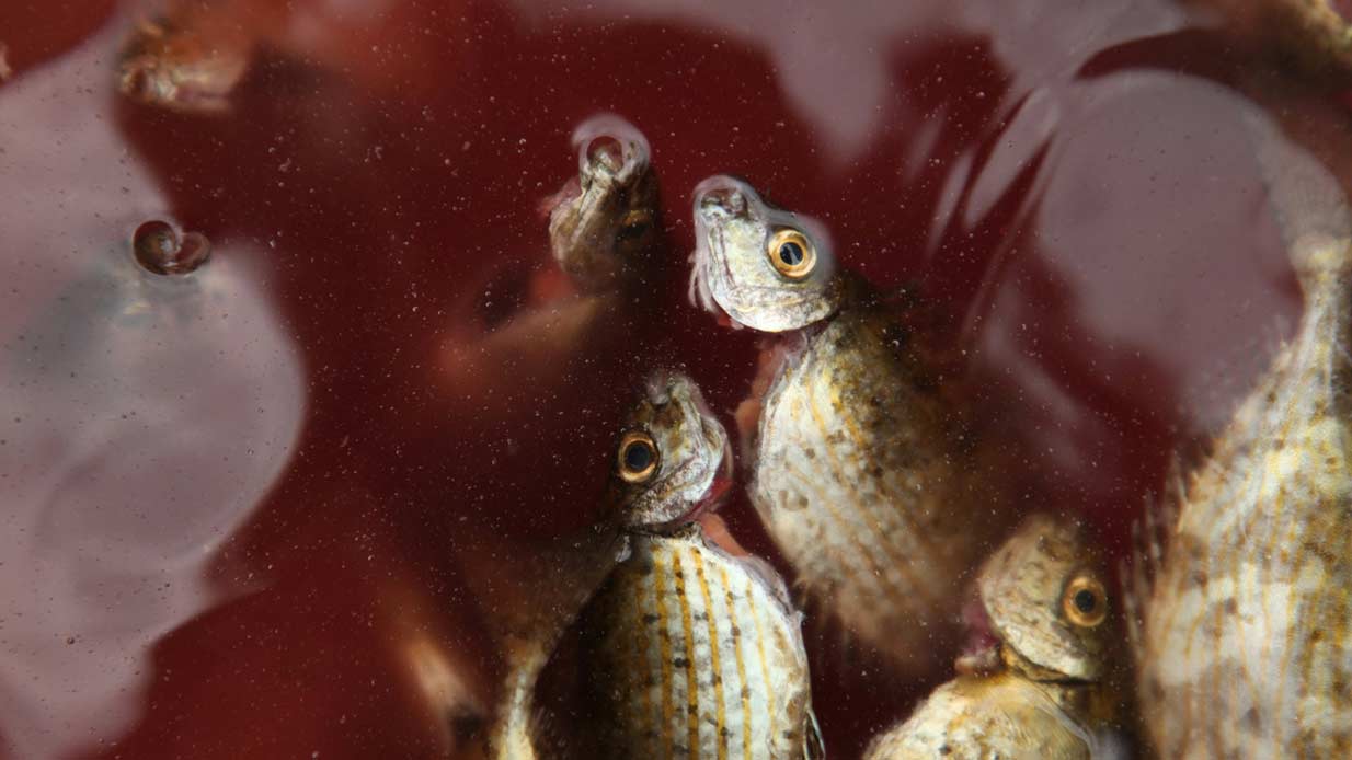 ماذا أصاب مياه الشرب في لبنان