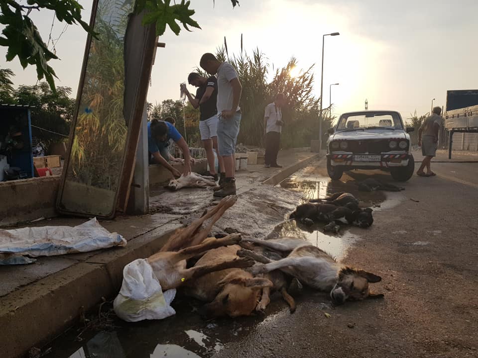 مجزرة كلاب مسممة داخل مزرعة في طرابلس شمال لبنان