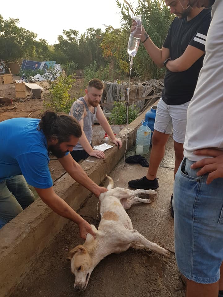 مجزرة كلاب مسممة داخل مزرعة في طرابلس شمال لبنان