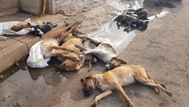 لبنان .. مجزرة كلاب مسممة داخل مزرعة في طرابلس