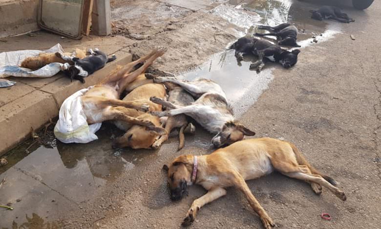 لبنان .. مجزرة كلاب مسممة داخل مزرعة في طرابلس