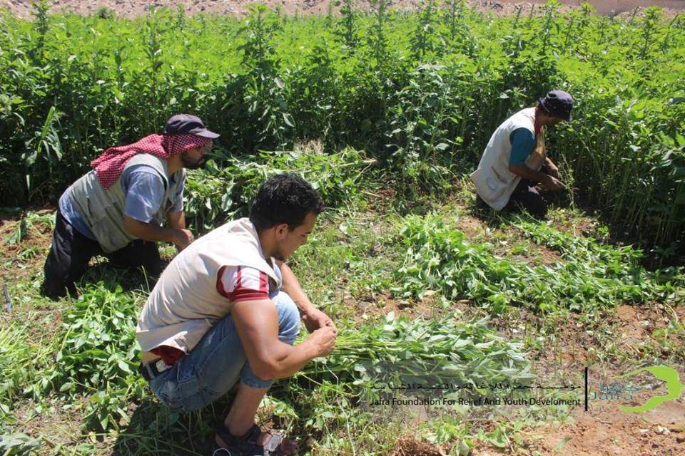 جفرا للإغاثة || توزّع محاصيل زراعية على نازحي مخيم اليرموك بجنوب دمشق 