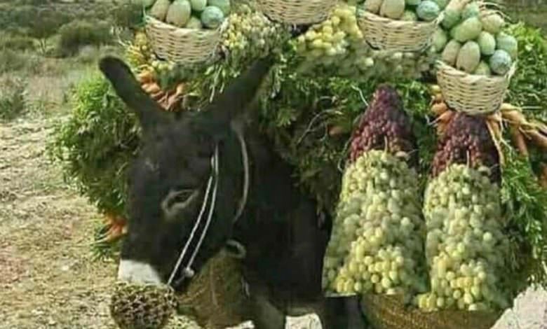 نهب الأمم pillage des nations