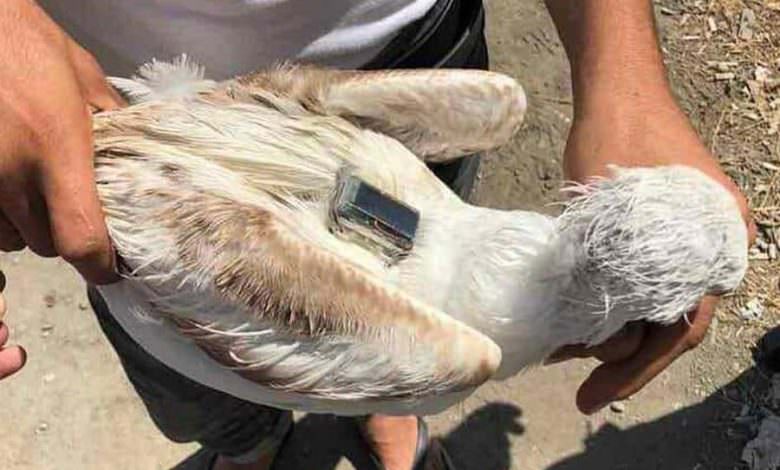 العثور على طائر نورس إسرائيلي في طرابلس شمال لبنان