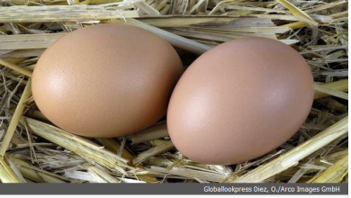 ماذا يحدث إذا تناول الإنسان البيض يوميا؟