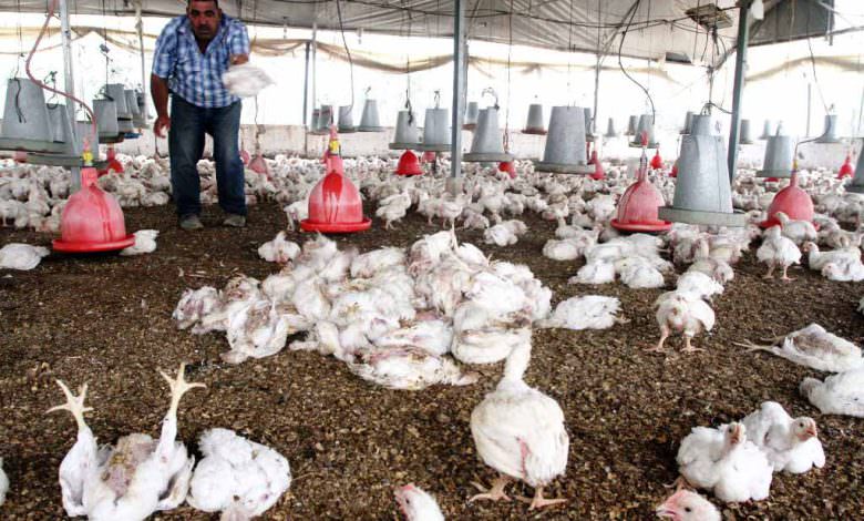 موجة الحر تكبد مربي الدجاج خسائر بـ نصف مليون دولار في قطاع غزة