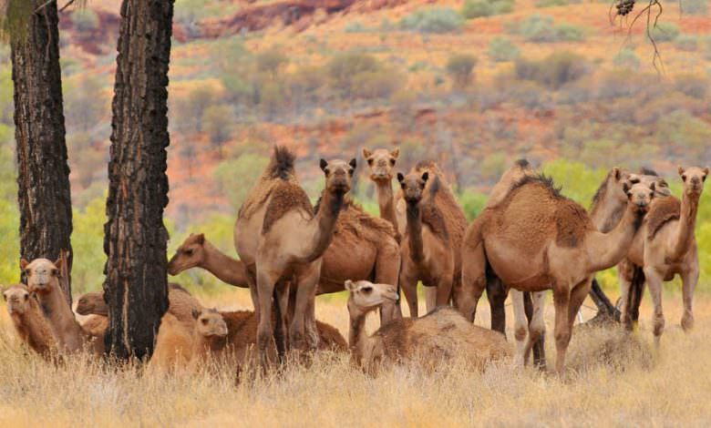 قناصة يقتلون 5000 جمل في أستراليا.. لتلافي تهديدها البيئي
