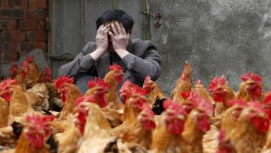 بعد كورونا .. فيروس إنفلونزا الطيور يتفشى مجددا في الصين