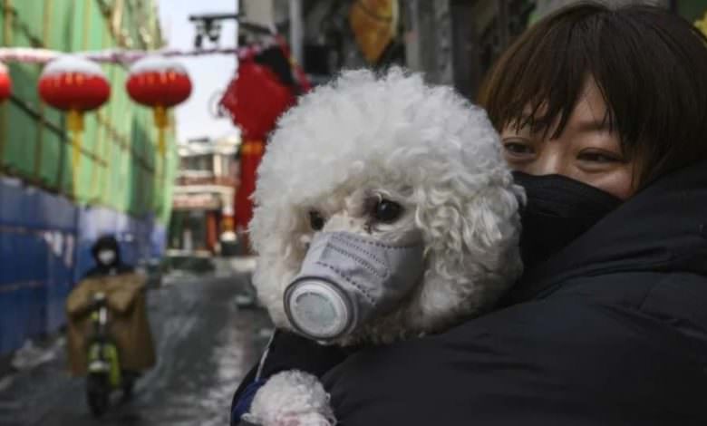 كلب يحمل فيروس كورونا.. هونغ كونغ تعزل الحيوانات