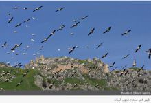 الاتكال على الطيور.. هل منطقة سوريا ولبنان مقبلة على زلزال مدمر