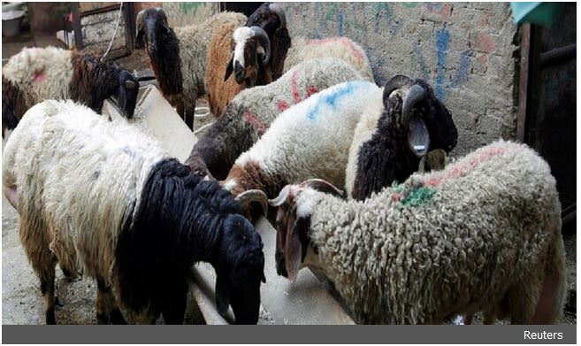 نطحة خروف تنهي حياة امرأة في سوهاج المصرية