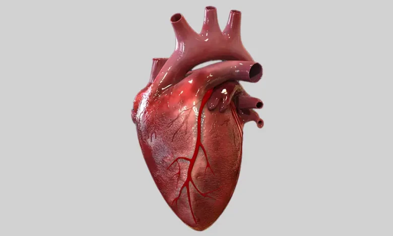 القلب - معطيات طبية جديدة || د. عاصم بلعاوي